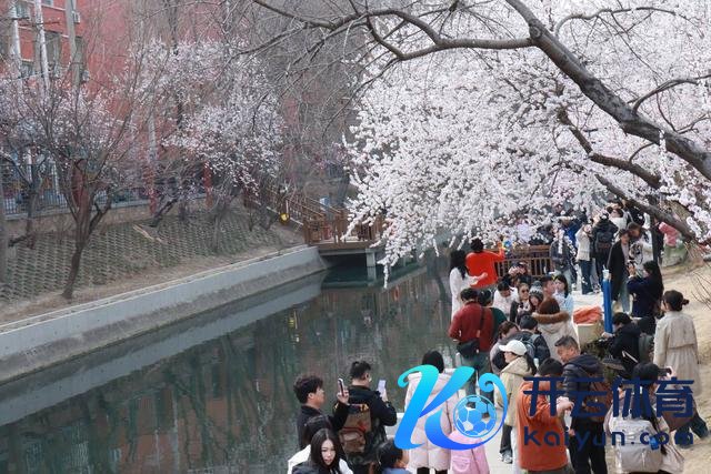 3月14日，北京向阳区十里堡二谈沟的山桃花眩惑稠密搭客打卡。王宁摄